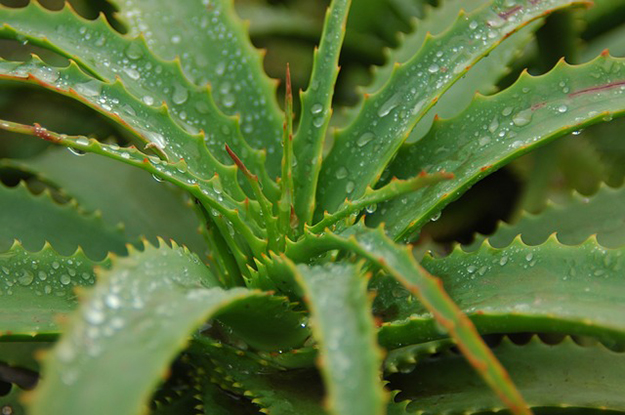 Aloe vera pour le corps